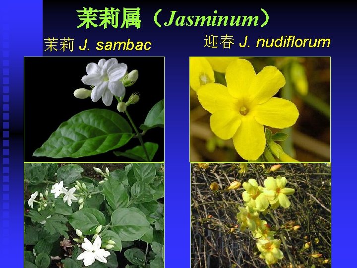 茉莉属（Jasminum） 茉莉 J. sambac 迎春 J. nudiflorum 