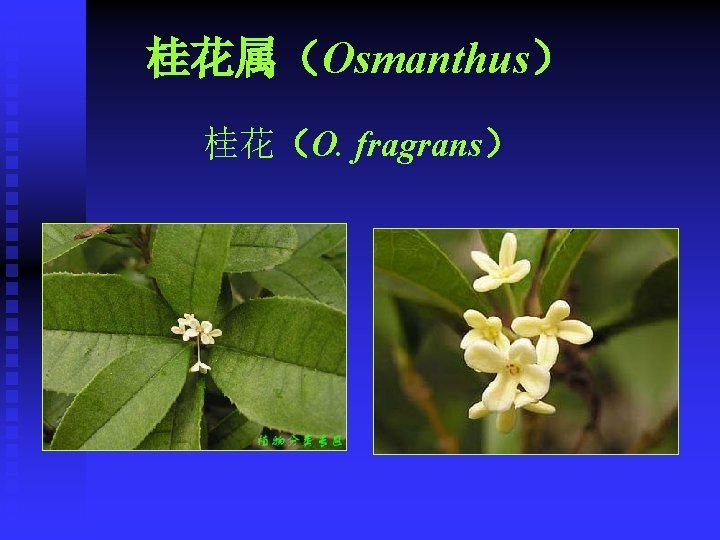 桂花属（Osmanthus） 桂花（O. fragrans） 