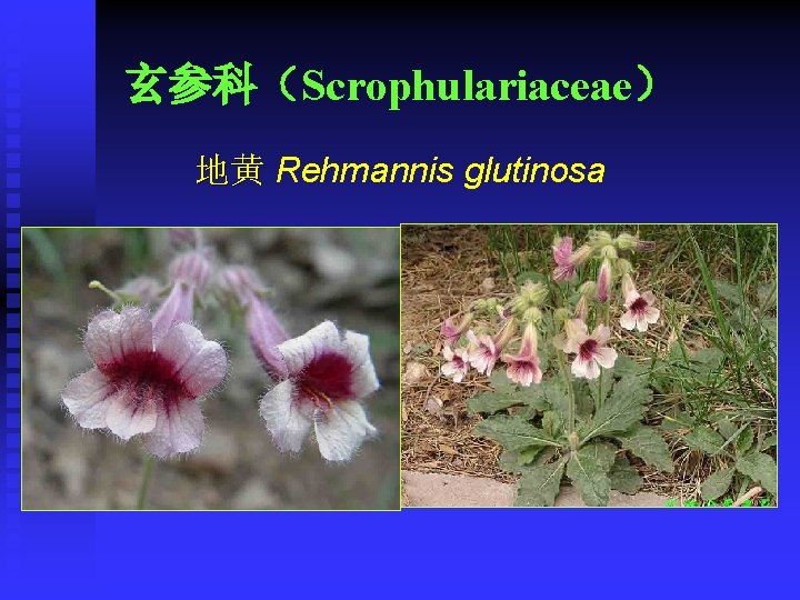 玄参科（Scrophulariaceae） 地黄 Rehmannis glutinosa 