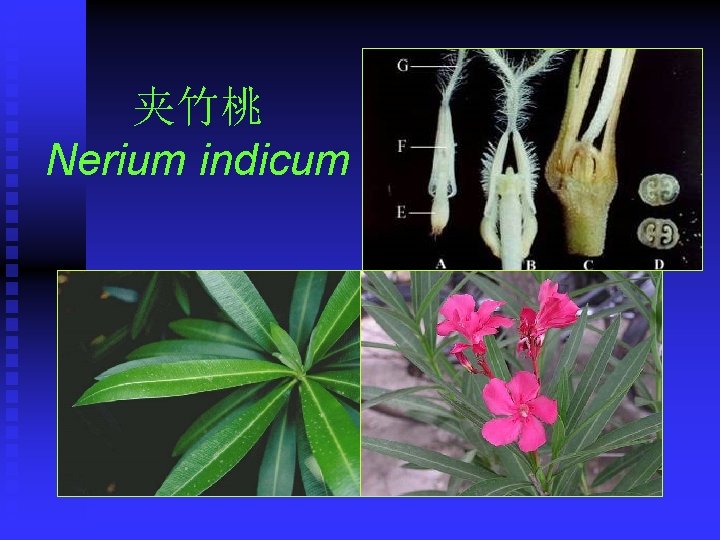 夹竹桃 Nerium indicum 