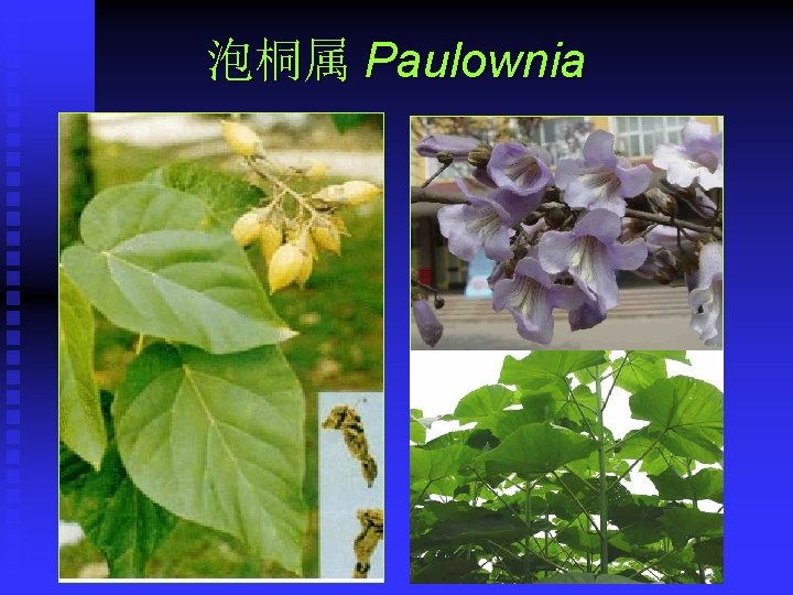 泡桐属 Paulownia 