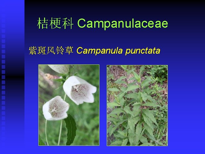 桔梗科 Campanulaceae 紫斑风铃草 Campanula punctata 