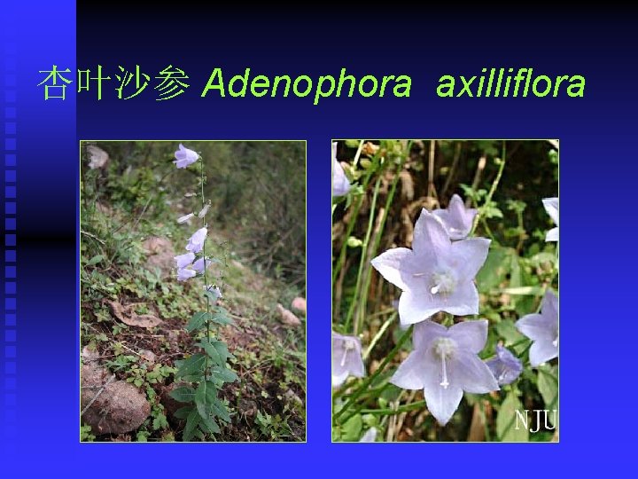 杏叶沙参 Adenophora axilliflora 