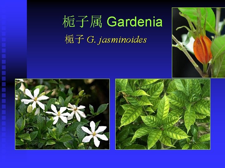 栀子属 Gardenia 栀子 G. jasminoides 