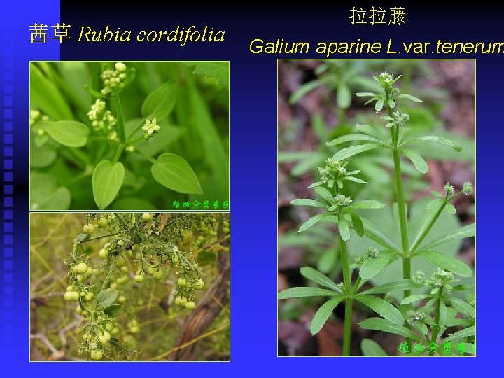 茜草 Rubia cordifolia 拉拉藤 Galium aparine L. var. tenerum 