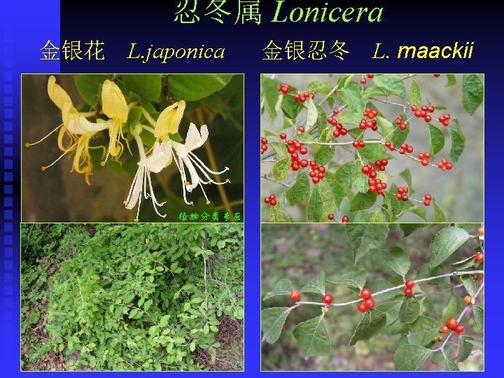 忍冬属 Lonicera 金银花 L. japonica 金银忍冬 L. maackii 