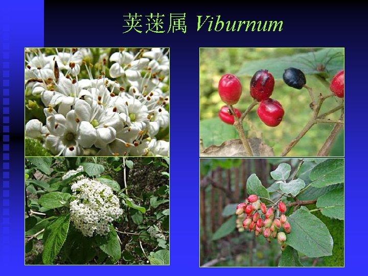 荚蒾属 Viburnum 