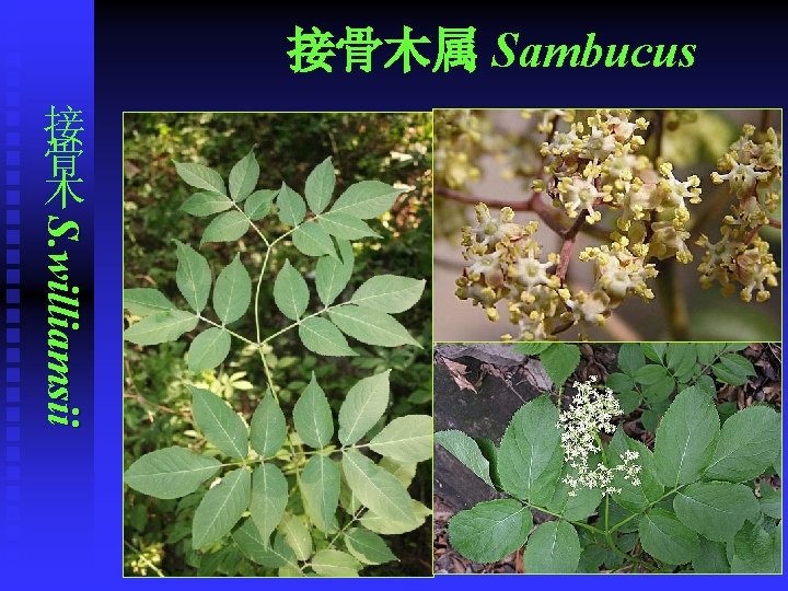 接骨木属 Sambucus 接 骨 木 S. williamsii 