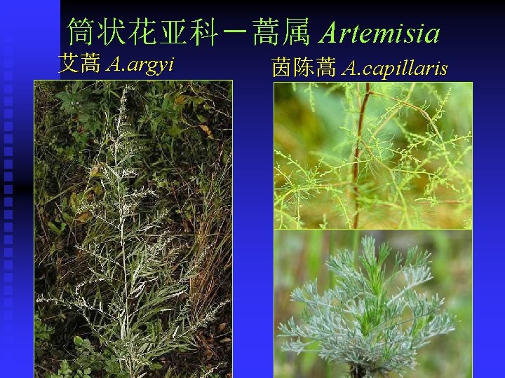 筒状花亚科－蒿属 Artemisia 艾蒿 A. argyi 茵陈蒿 A. capillaris 