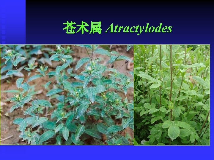 苍术属 Atractylodes 
