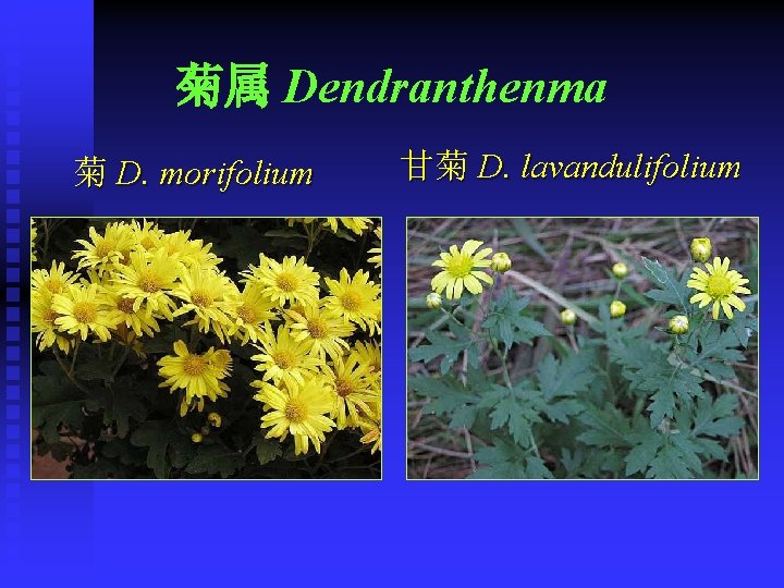 菊属 Dendranthenma 菊 D. morifolium 甘菊 D. lavandulifolium 