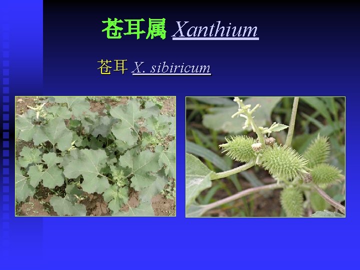 苍耳属 Xanthium 苍耳 X. sibiricum 