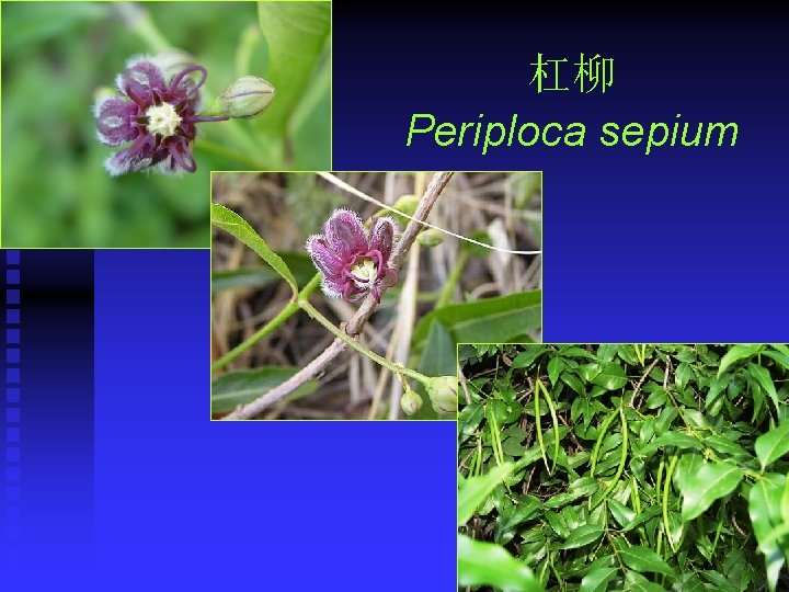 杠柳 Periploca sepium 