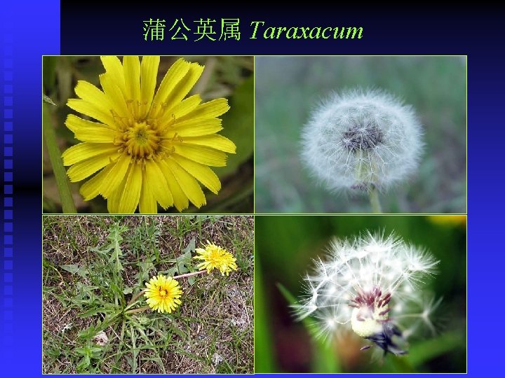 蒲公英属 Taraxacum 