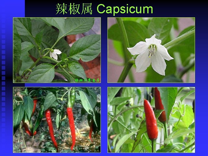 辣椒属 Capsicum 