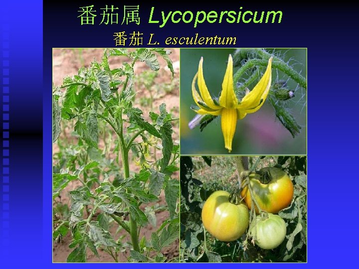番茄属 Lycopersicum 番茄 L. esculentum 