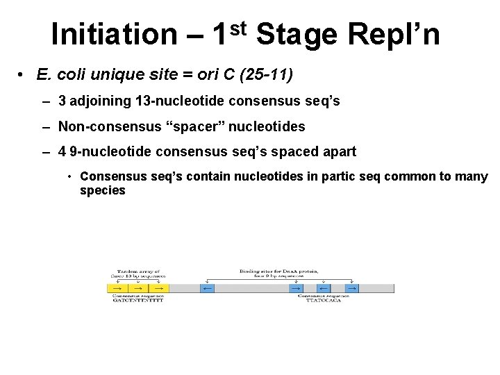 Initiation – st 1 Stage Repl’n • E. coli unique site = ori C