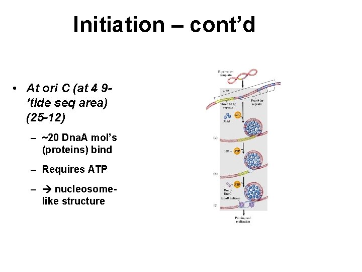Initiation – cont’d • At ori C (at 4 9‘tide seq area) (25 -12)