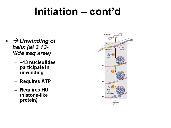 Initiation – cont’d • Unwinding of helix (at 3 13‘tide seq area) – ~13