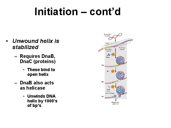 Initiation – cont’d • Unwound helix is stabilized – Requires Dna. B, Dna. C