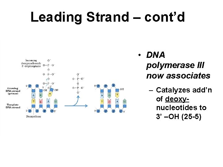 Leading Strand – cont’d • DNA polymerase III now associates – Catalyzes add’n of