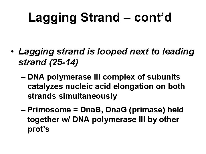 Lagging Strand – cont’d • Lagging strand is looped next to leading strand (25