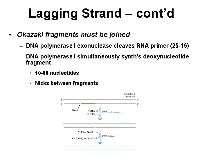 Lagging Strand – cont’d • Okazaki fragments must be joined – DNA polymerase I