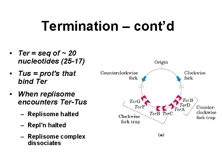Termination – cont’d • Ter = seq of ~ 20 nucleotides (25 -17) •