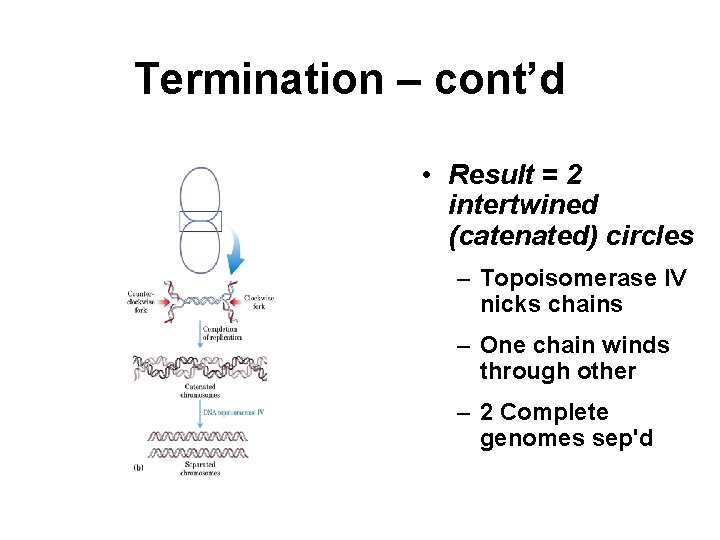 Termination – cont’d • Result = 2 intertwined (catenated) circles – Topoisomerase IV nicks