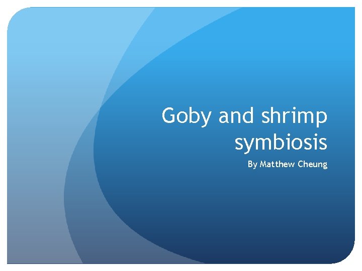 Goby and shrimp symbiosis By Matthew Cheung 