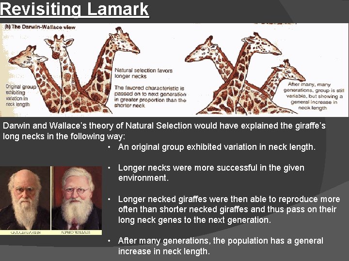 Revisiting Lamark Darwin and Wallace’s theory of Natural Selection would have explained the giraffe’s