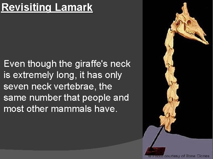 Revisiting Lamark Even though the giraffe's neck is extremely long, it has only seven