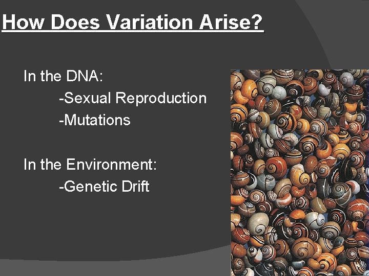 How Does Variation Arise? In the DNA: -Sexual Reproduction -Mutations In the Environment: -Genetic
