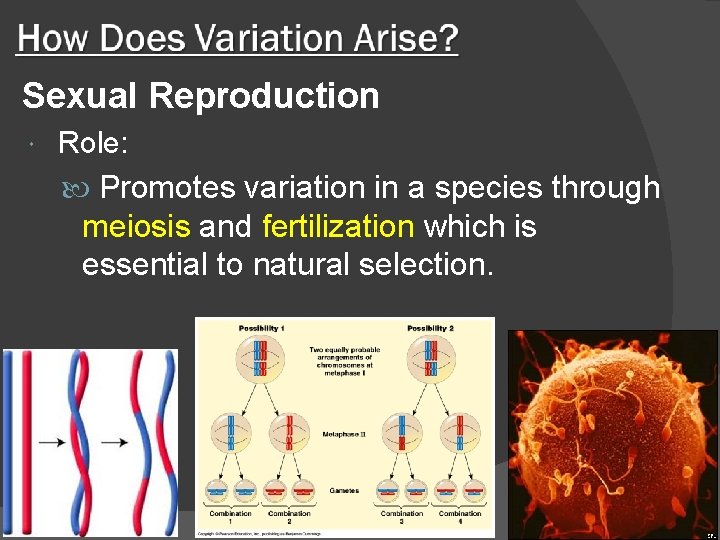 Sexual Reproduction Role: Promotes variation in a species through meiosis and fertilization which is