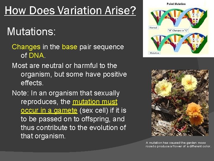 Mutations: Changes in the base pair sequence of DNA. Most are neutral or harmful