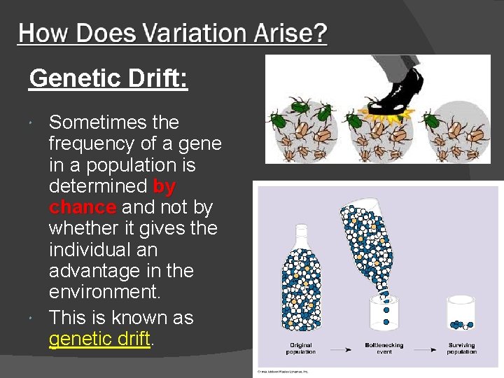 Genetic Drift: Sometimes the frequency of a gene in a population is determined by
