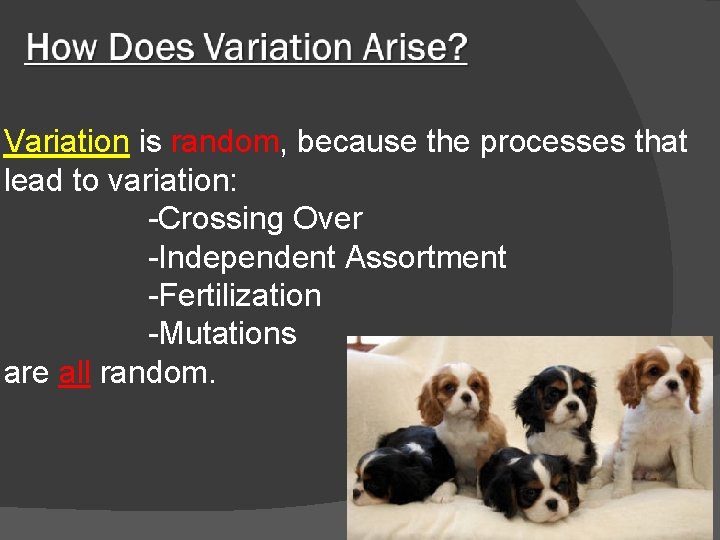 Variation is random, because the processes that lead to variation: -Crossing Over -Independent Assortment