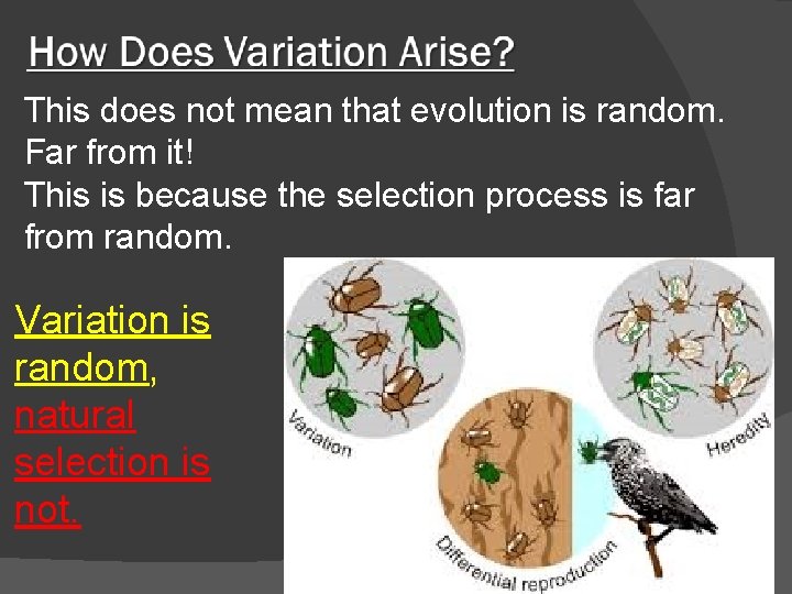This does not mean that evolution is random. Far from it! This is because