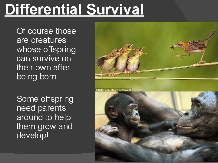 Differential Survival Of course those are creatures whose offspring can survive on their own