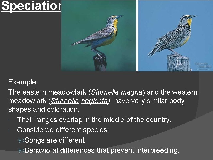 Speciation Example: The eastern meadowlark (Sturnella magna) and the western meadowlark (Sturnella neglecta) have