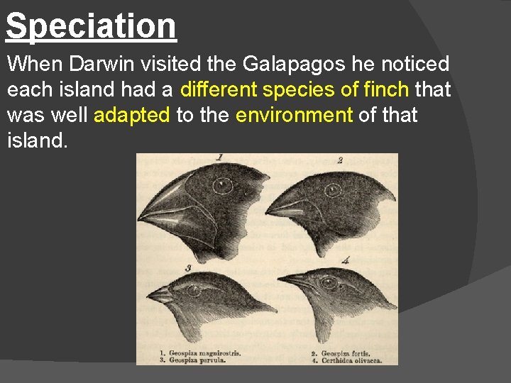 Speciation When Darwin visited the Galapagos he noticed each island had a different species