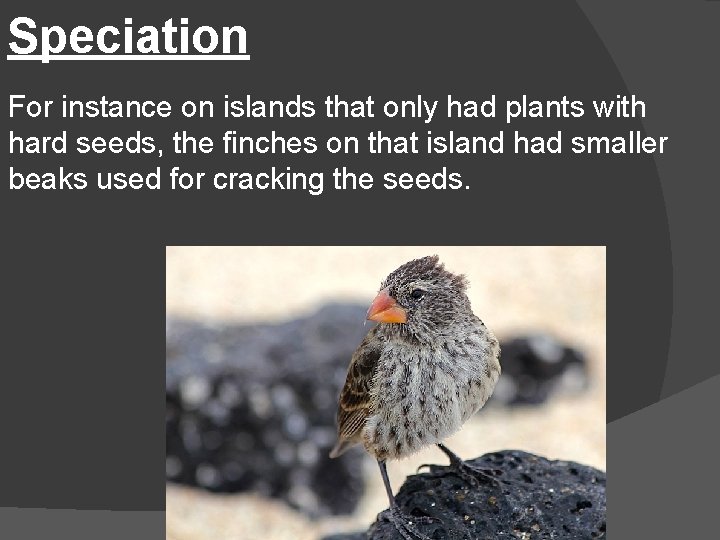 Speciation For instance on islands that only had plants with hard seeds, the finches