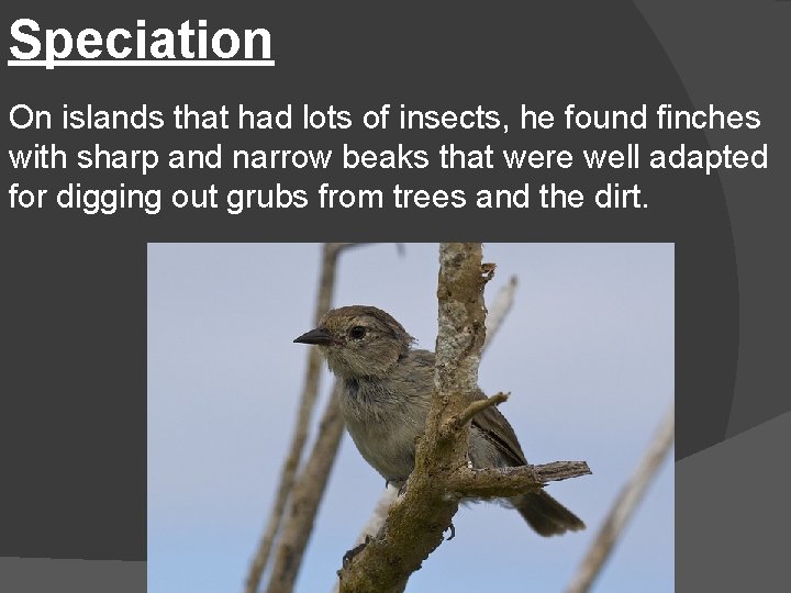 Speciation On islands that had lots of insects, he found finches with sharp and