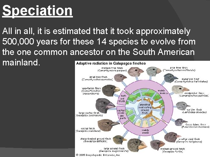 Speciation All in all, it is estimated that it took approximately 500, 000 years