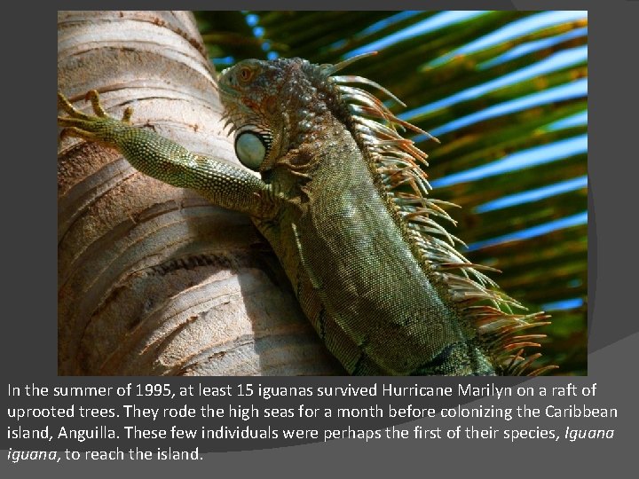 In the summer of 1995, at least 15 iguanas survived Hurricane Marilyn on a