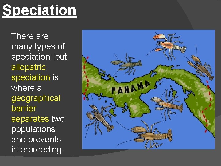 Speciation There are many types of speciation, but allopatric speciation is where a geographical