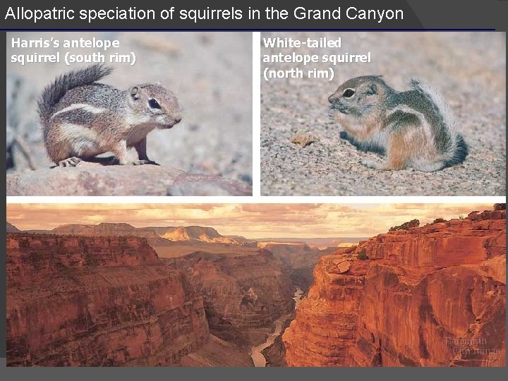 Allopatric speciation of squirrels in the Grand Canyon Harris’s antelope squirrel (south rim) White-tailed