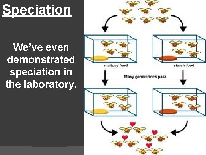 Speciation We’ve even demonstrated speciation in the laboratory. 