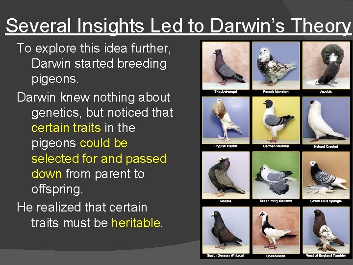 Several Insights Led to Darwin’s Theory To explore this idea further, Darwin started breeding