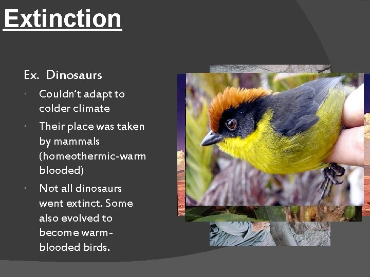 Extinction Ex. Dinosaurs Couldn’t adapt to colder climate Their place was taken by mammals